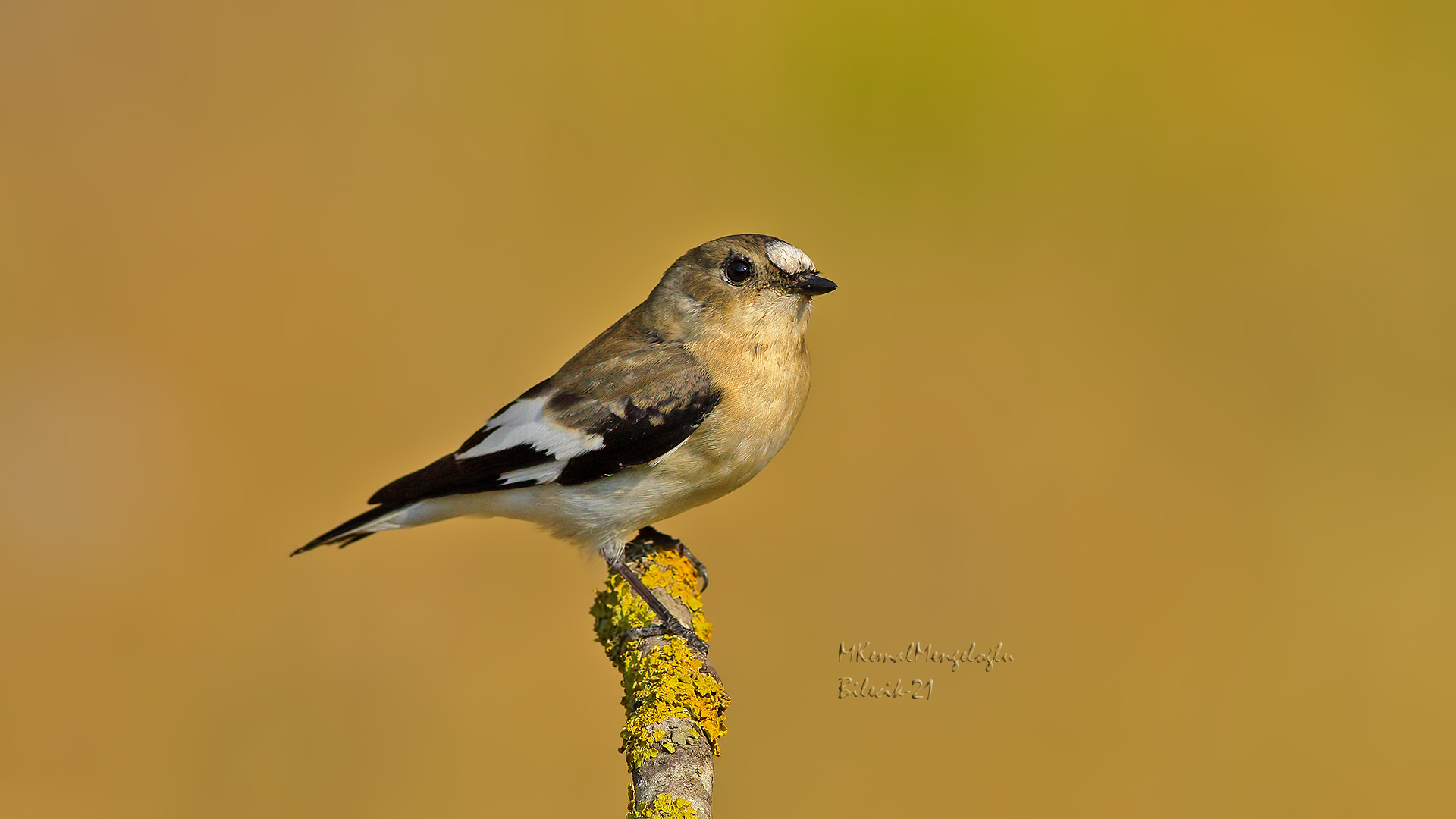 European Pied Flycatcher